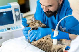 Veterinary