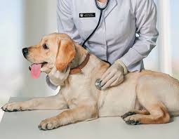Veterinary